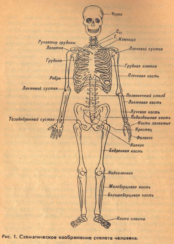 Схематическое изображение скелета человека