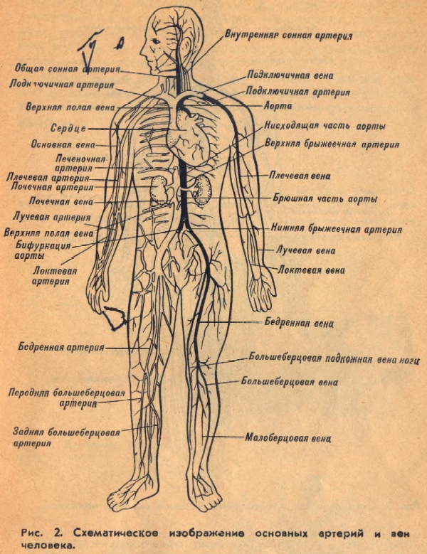 Схематическое изображение основных артерий и вен человека