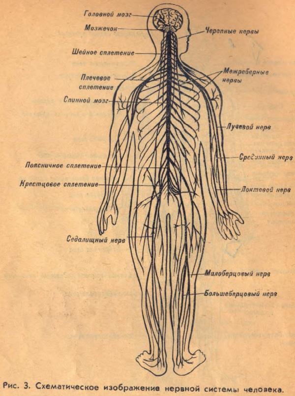 Схематическое изображение нервной системы человека