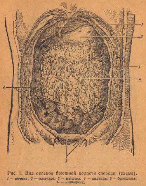 Вид органов брюшной полости спереди (схема)