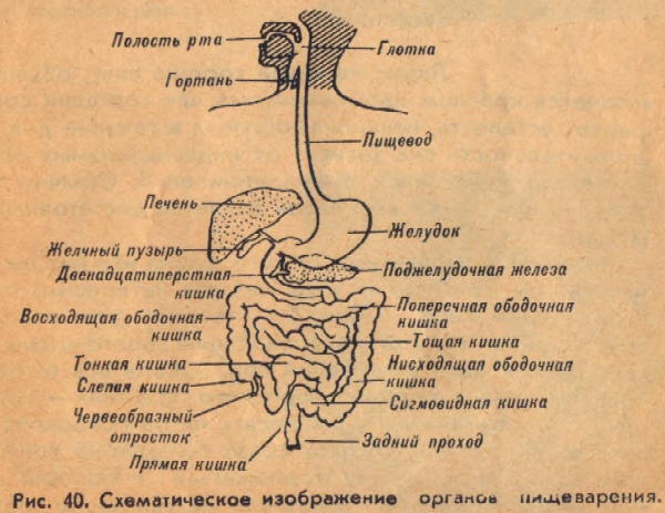 Схематическое изображение органов пищеварения